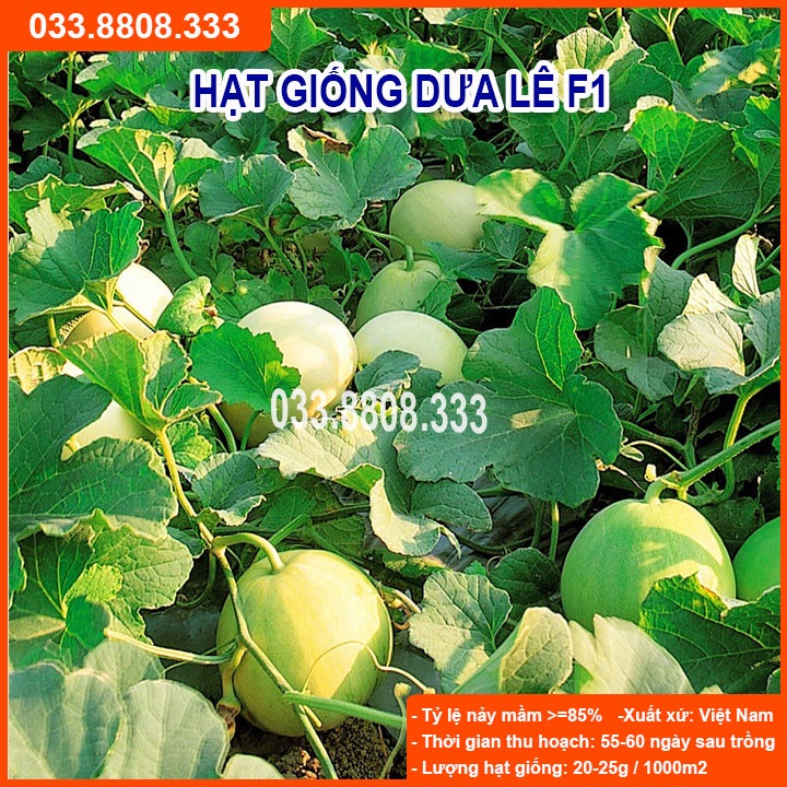 Hạt giống dưa lê siêu ngọt f1 - gói 1g