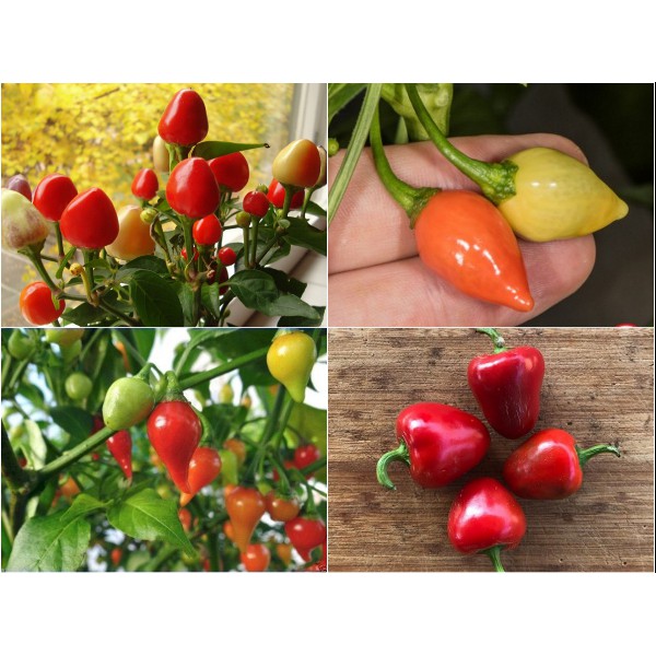 hạt giống ớt trái đào tiên, gói 30 hạt (shop uy tín)