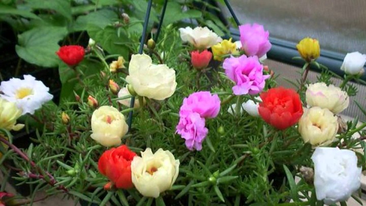 hạt giống hoa 10h kép mix màu gói 1000 hạt  mua từ 50k tặng 2 sản phẩm