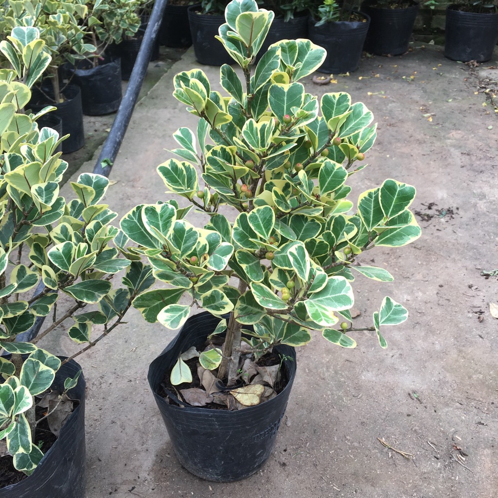 Cây bàng cẩm thạch chiều cao 35,40cm màu lá đẹp,thích hợp trang trí nội thất
