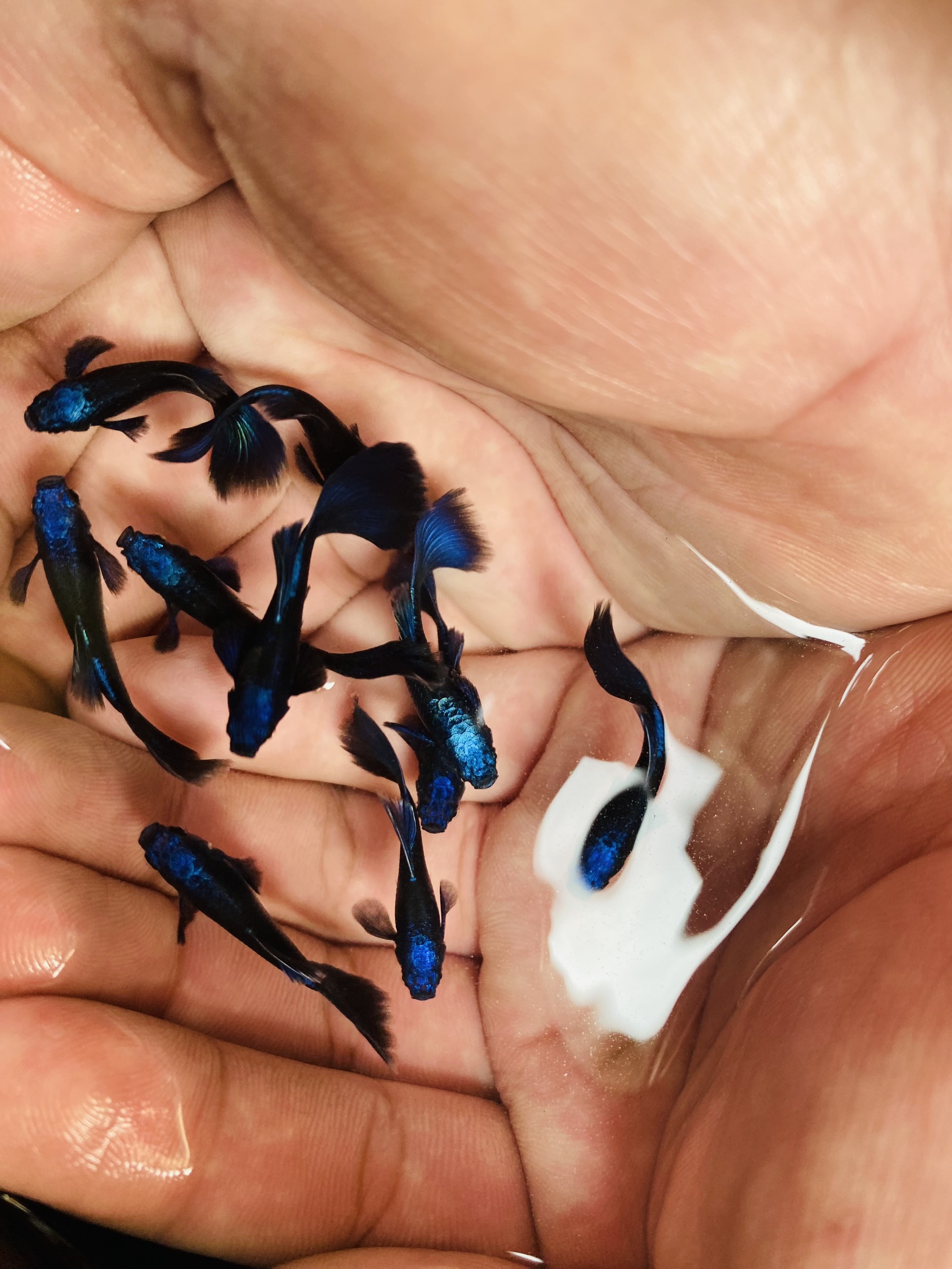 Cá 7 màu Cá 7 màu thủy sinh Cá 7 màu blue tazan Cá cảnh Cá guppy Cá 7 màu