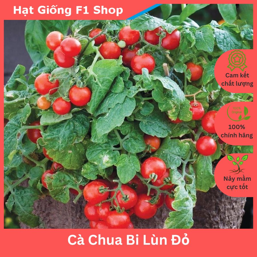 Hạt Giống Cà Chua Bi Lùn Đỏ Lai F1 Trồng Chậu