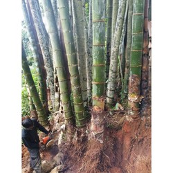 Cây tre khổng lồ thái...