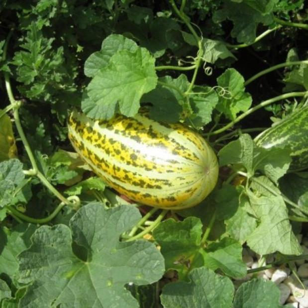 Hạt giống dưa gang - dưa bở cao sản giống khỏe năng suất cao PTP24 | Phởms Market