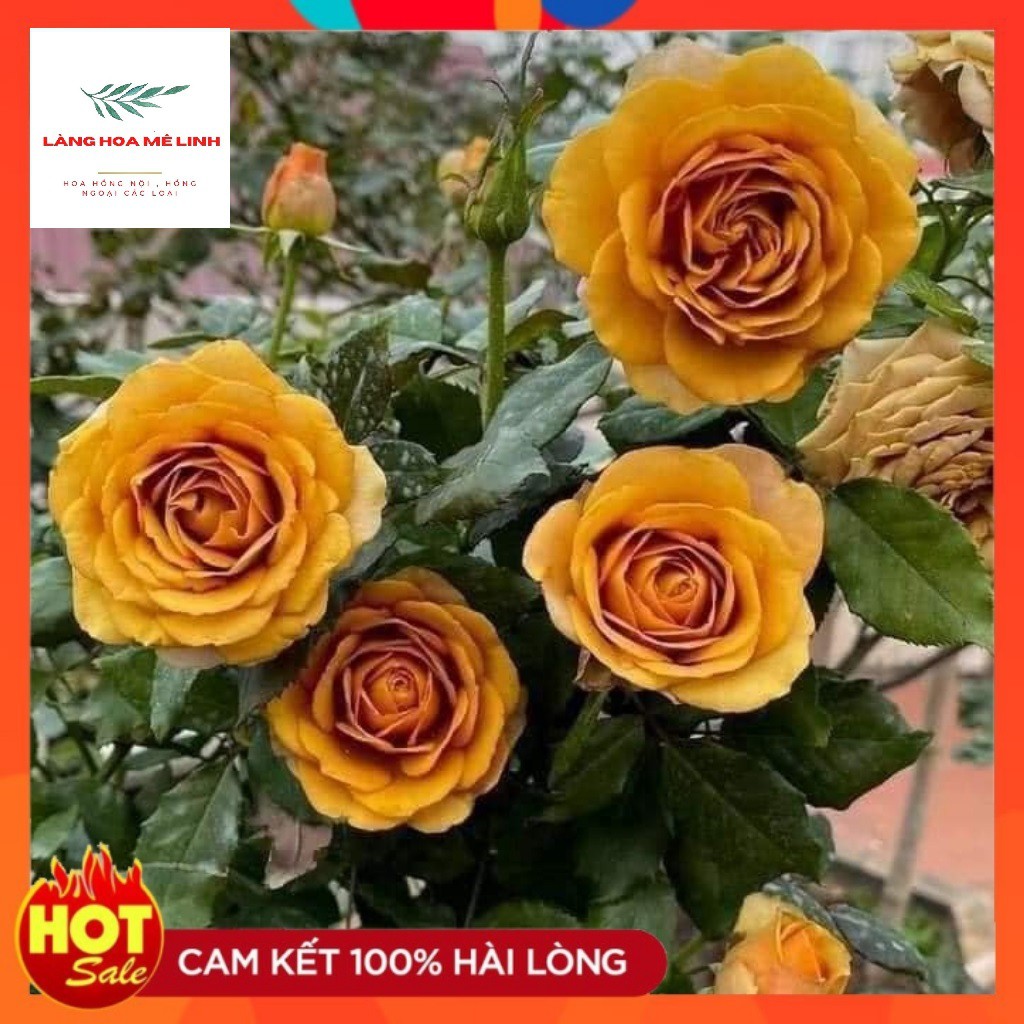 Chuyên cây giống--- Hoa hồng Pine Dream rose –[ HOT TREND] -  Màu vàng đồng sang chảnh  là giống hồn