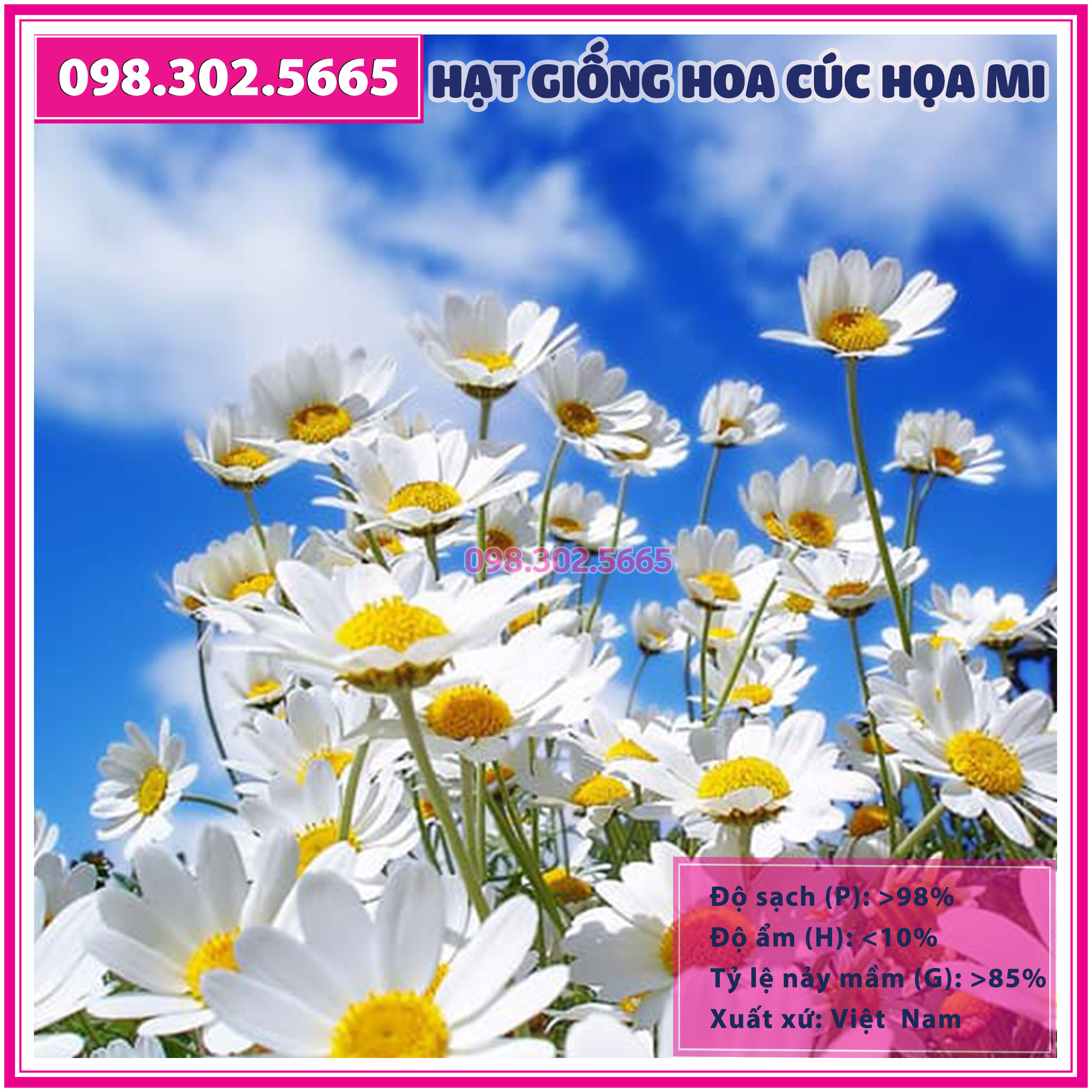 100 Hạt giống hoa cúc họa mi trắng - hạt hoa cúc chi trắng