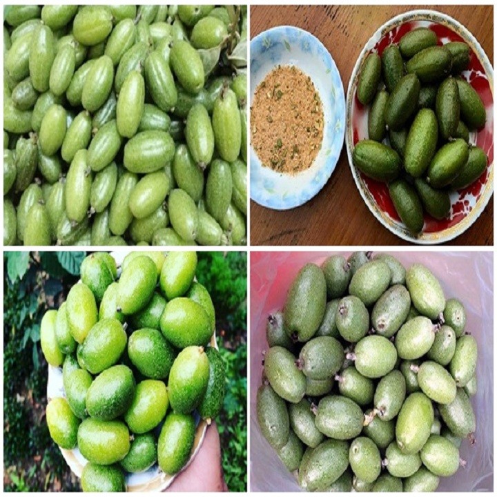 Combo 2 cây giống nhót chua - C124