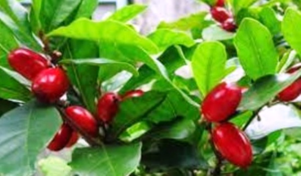 8 hạt cây thần kỳ