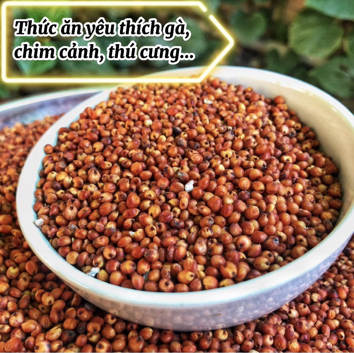 1kg hạt bobo đỏ , ý dĩ