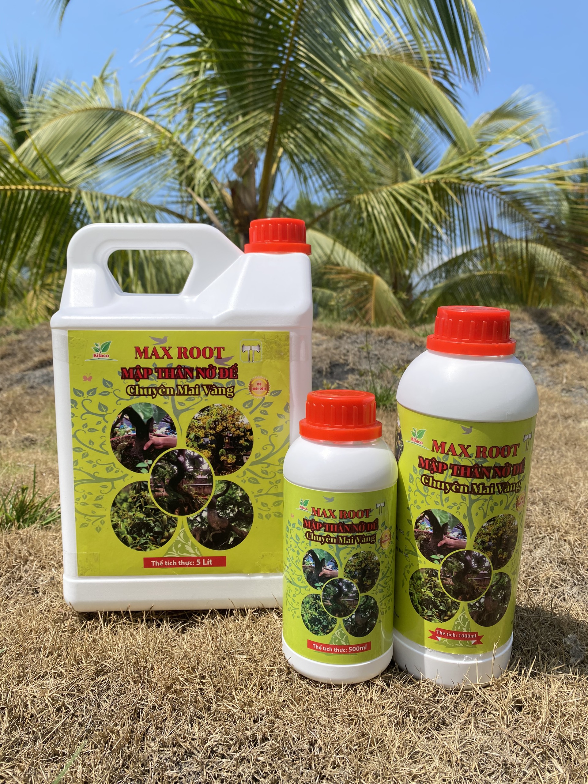 Phân bón max root – mập thân nở đế chuyên mai vàng