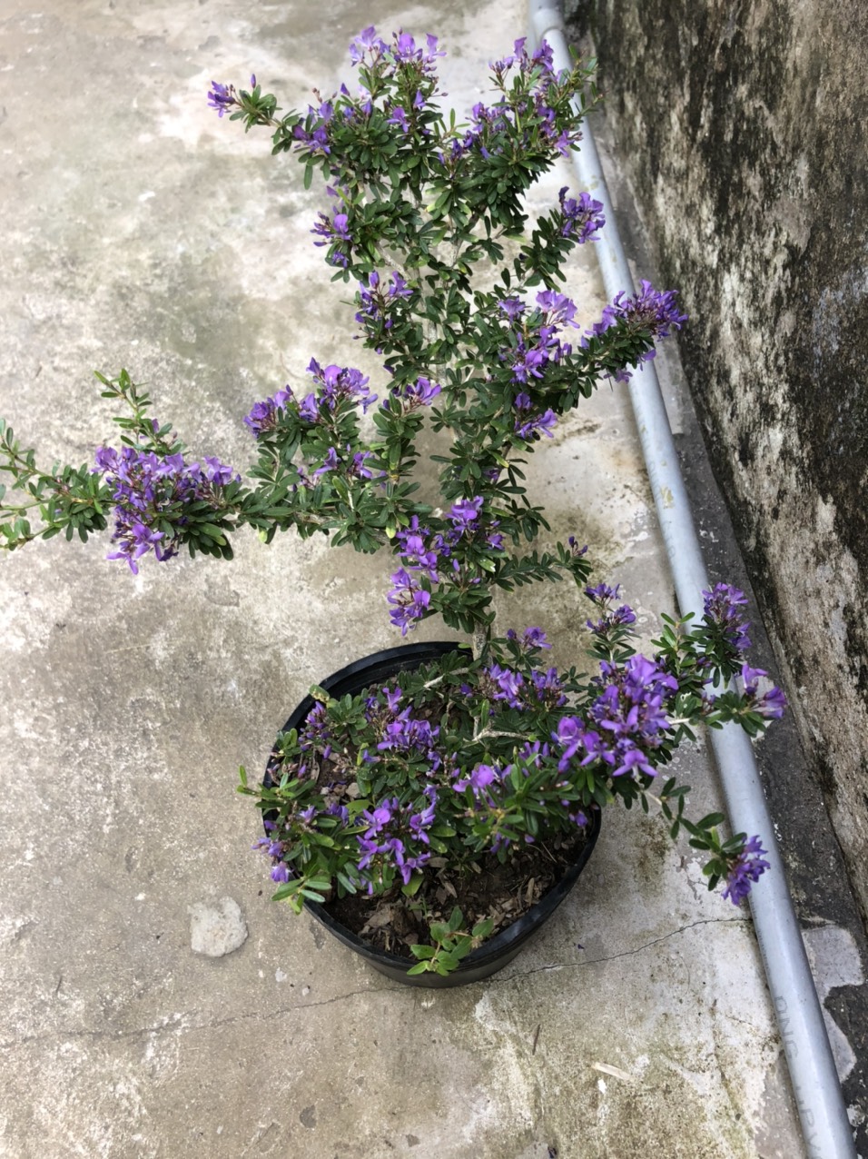 Linh sam 86 hoa tím lá nhỏ, ít gai, cây khỏe đep, cao 25 - 45 cm hoa quanh năm