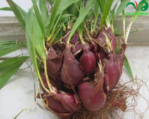 500gr sâm đại hành khô hàng loại 1 gt195