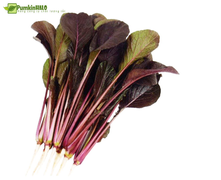 [HCM]rau cải tím nhật -HẠT GIỐNG CẢI NGỌT TÍM NHẬT BẢN-gói 100 hạt
