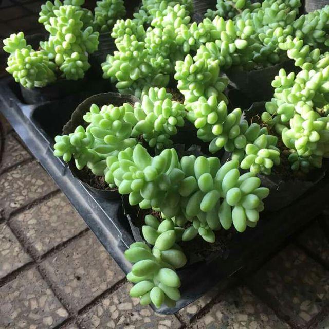 Sen Đá Chuỗi Ngọc Bi