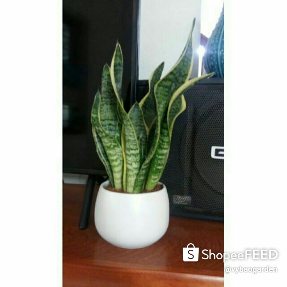 Cây lưỡi hổ