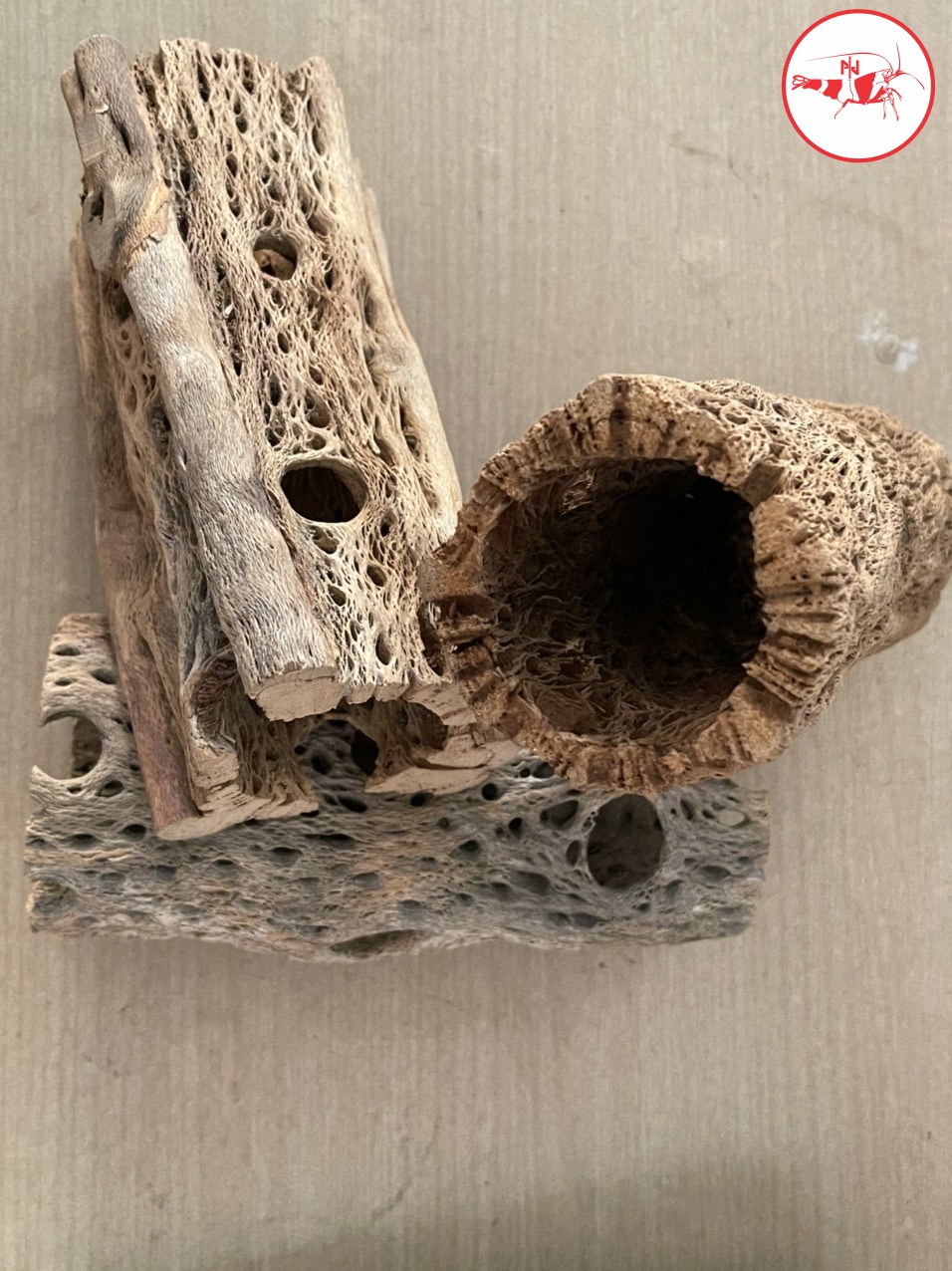 CHOLLA- CHOLLA TEDDY BEAR- LŨA XƯƠNG RỒNG CHOLLA- HÀNG TUYỂN CHỌN- IB ĐỂ NHẬP CLIP SẢN PHẨM