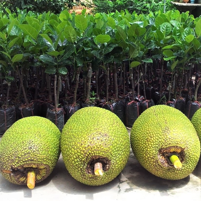 Mít thái siêu sớm giống chuẩn