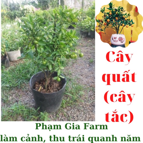 Cây quất chua cho thu trái quanh năm