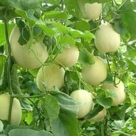 20 hạt giống dưa lê trắng siêu ngọt