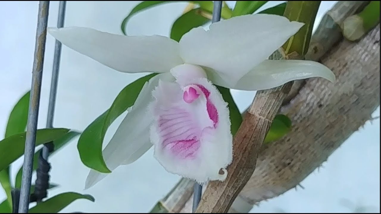 Dã hạc 5ct mắt nai hàng giống