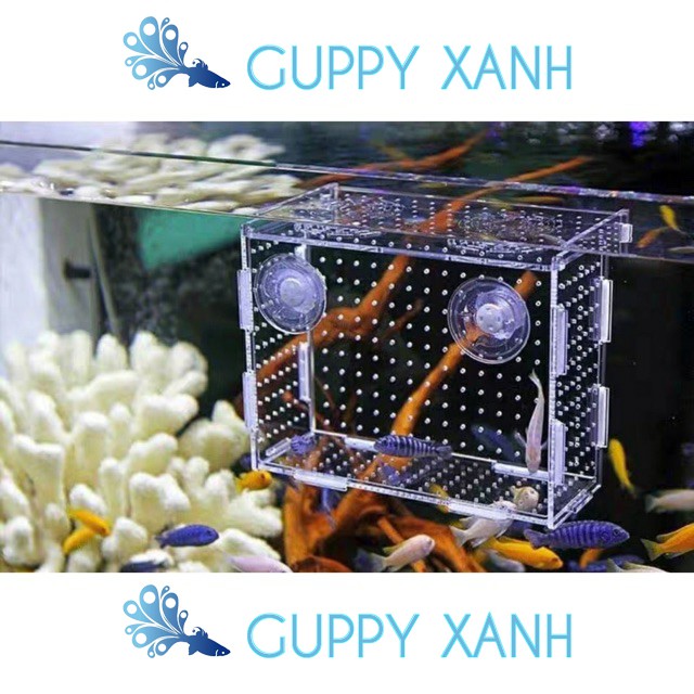 Box tép - Lồng dưỡng cá tép siêu trong - Có 2 size Đơn Và Đôi