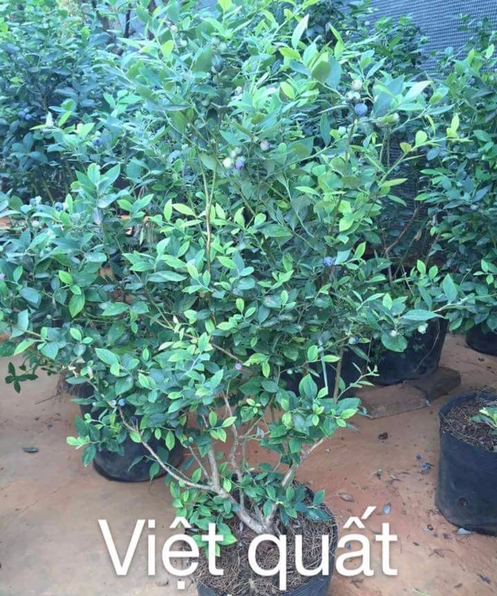 Cây việt quất - chậy cây lớn chuyển đi nguyên chậu