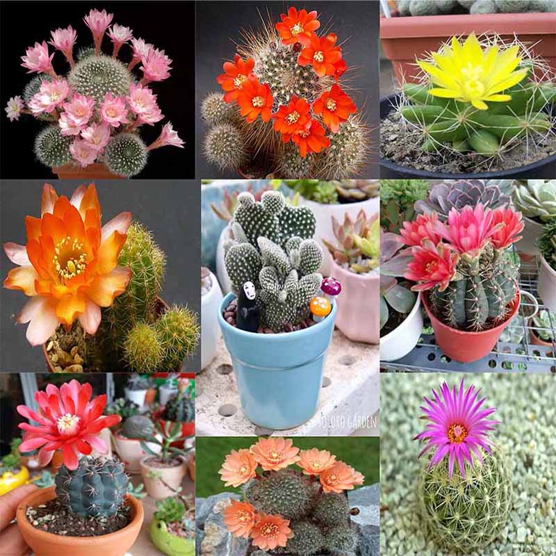 Hạt giống Hoa Xương Rồng mix nhiều loại .