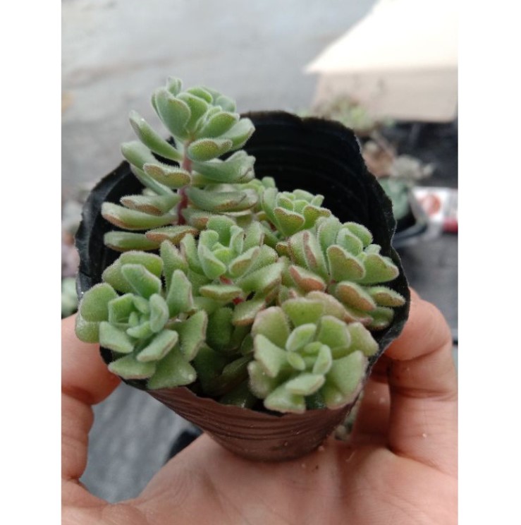 Sen đá sedum hoa hồng pháp - đà lạt - lỗi 1 đổi 1 - size 5-7cm