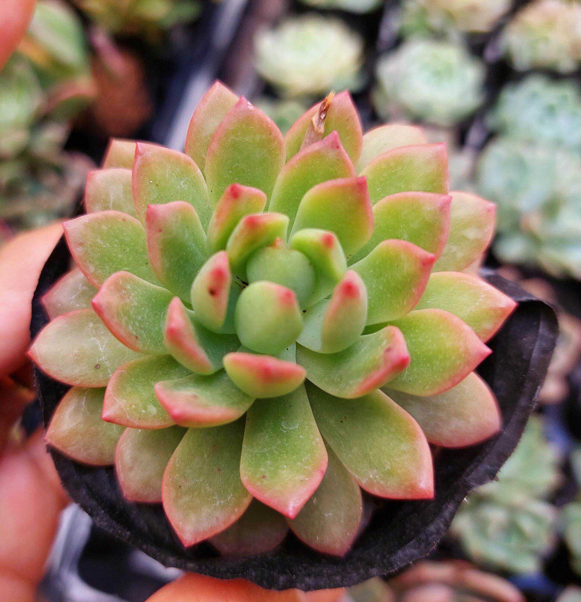 Sen đá mặt trời size bầu