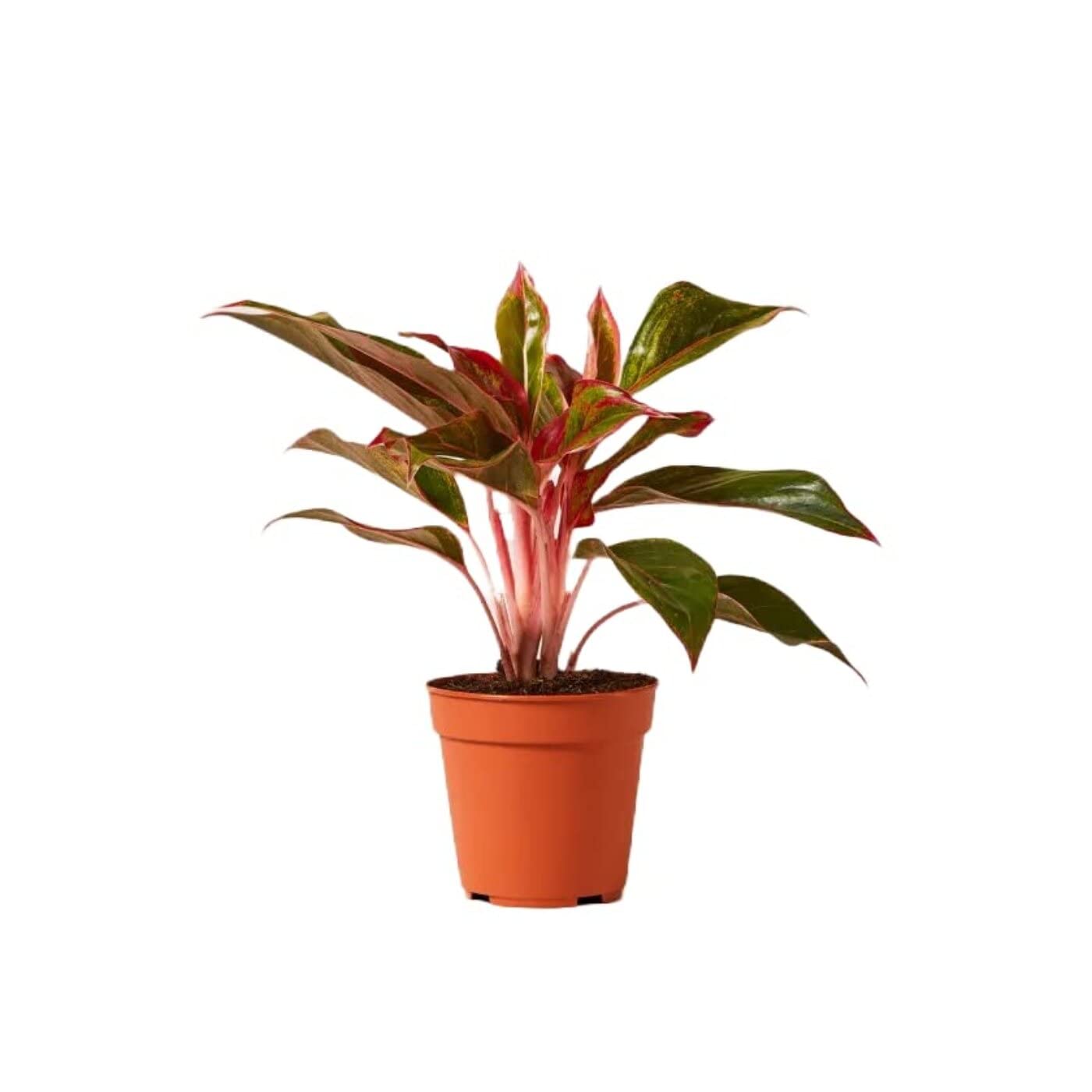 CÂY PHÚ QUÝ, CÂY KIỂNG ĐỂ BÀN, CÂY THỦY SINH