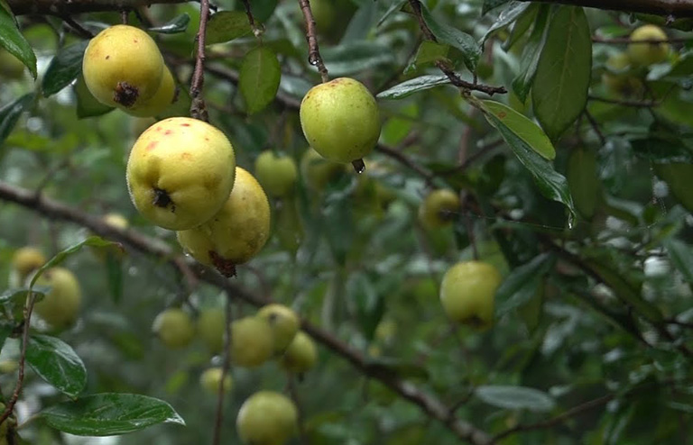 Táo mèo - Cây khỏe trồng sẵn trong bầu