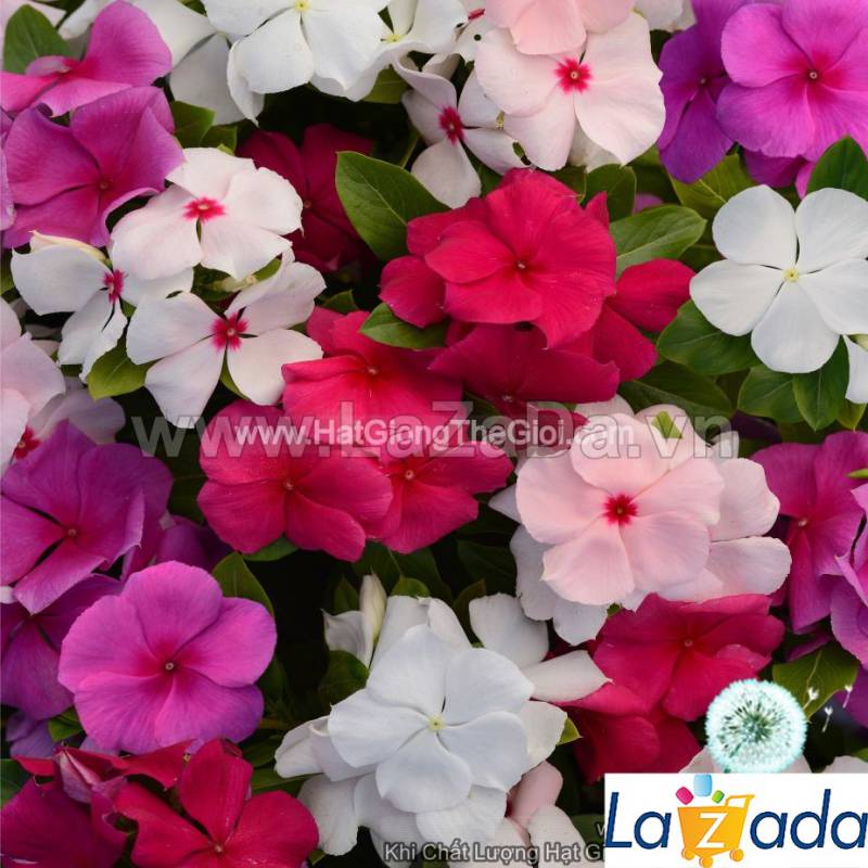 100h Hạt Giống Hoa Dừa Cạn Mix 40cm (C2.301| -KD: B6*V24*M168)