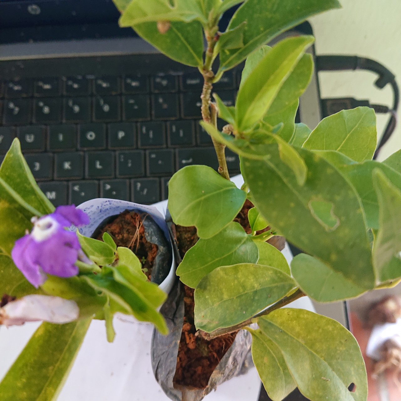 Cây giống HOA NHÀI NHẬT