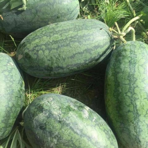 Hạt Giống Dưa Hấu Oval F1 .Túi 10 Hạt Chất Lượng Cao - Nhiều Dinh Dưỡng - Dễ Trồng.