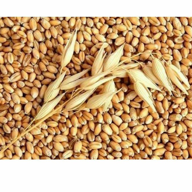 1kg lúa mì cho gà đá lúa mì cho bồ câu lúa mì cho vẹt đại mạch cho gà đá đại mạch cho vẹt lúa mì cho chuột hamster