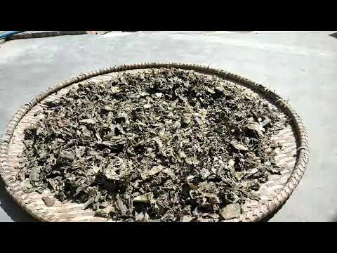 500gr lá lốt phơi khô 1kg hàng loại 1 GT259