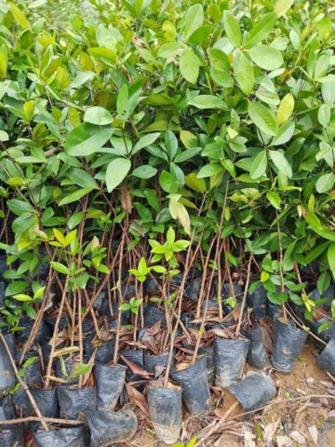 [Cây giống] Cherry Brazil - Grumichama (Eugenia brasiliensis) giống chuẩn, chịu nhiệt tốt, cực sai trái - cây cao 30-50cm, trồng khoảng 18 tháng cho trái