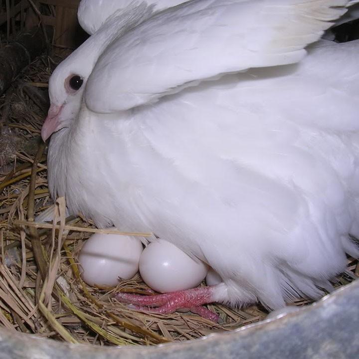 Trứng Bồ Câu Giả [ COMBO 10 QUẢ ], Trứng Bồ Câu Nước Màu Hồng Hỗ Trợ Ấp Trứng Bằng Máy Ấp Trứng Bồ Câu