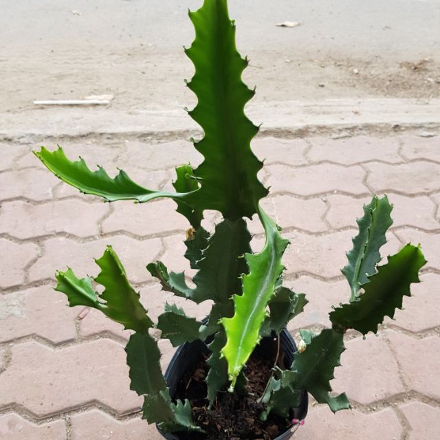 [Có sẵn] [Ảnh thật] Cây Xương Rồng 3 cạnh