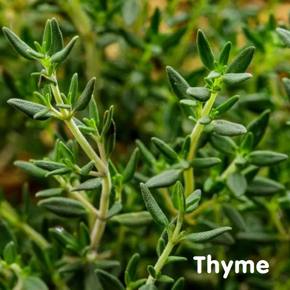 Tinh dầu cỏ Xạ hương Thyme Essential Oil