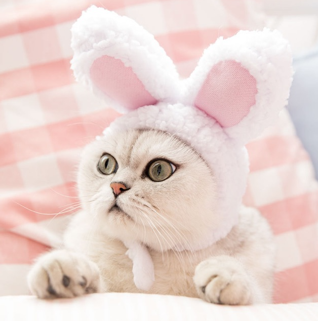 Mũ tai thỏ hoá trang cho mèo cute - siêu đáng iu, cực sang chảnh