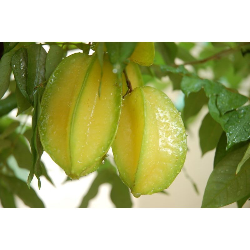 Cây giống khế ngọt thái lan - giống mới - năng suất cao