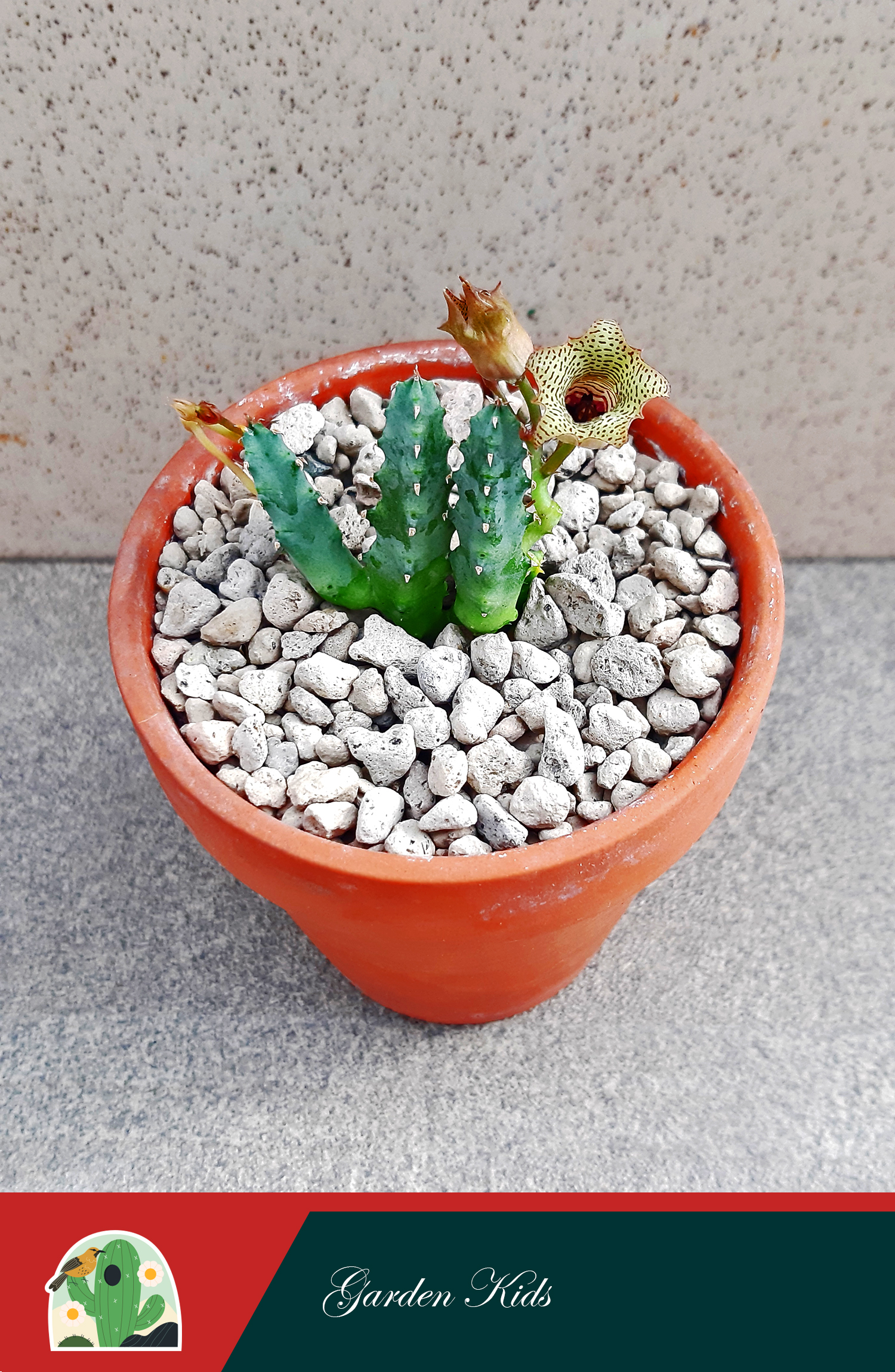 Xương rồng sao biển hoa chuông (Huernia Thuretii)
