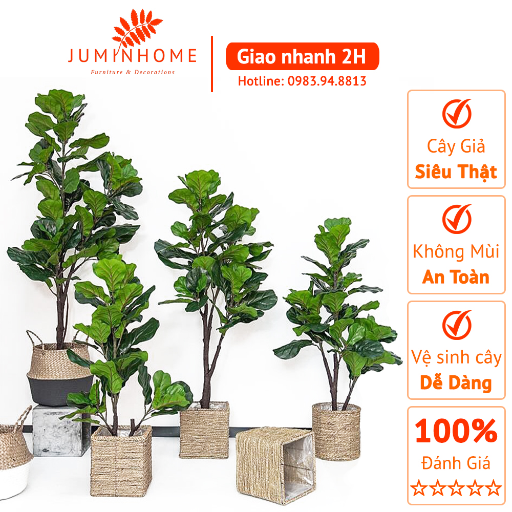 Cây Bàng Singapore - Cây giả Decor trang trí nhà cửa nội thất phòng khách, phòng ngủ