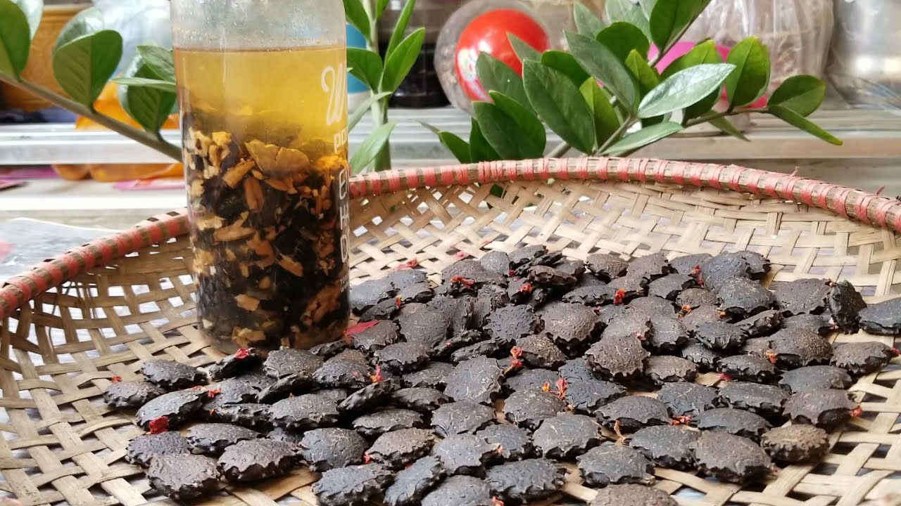 [HCM]Hạt quả gấc thuần cao sản