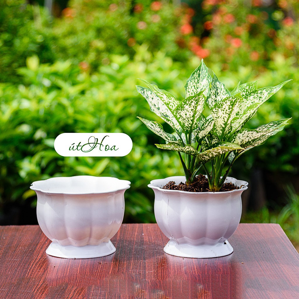 Chậu để bàn trái bí trắng