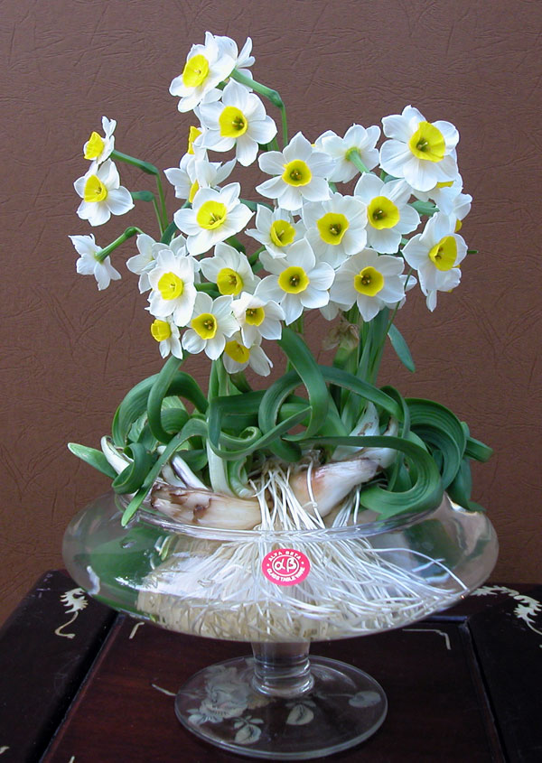 Bộ 5 Củ giống hoa thủy tiên - hoa thơm diệu