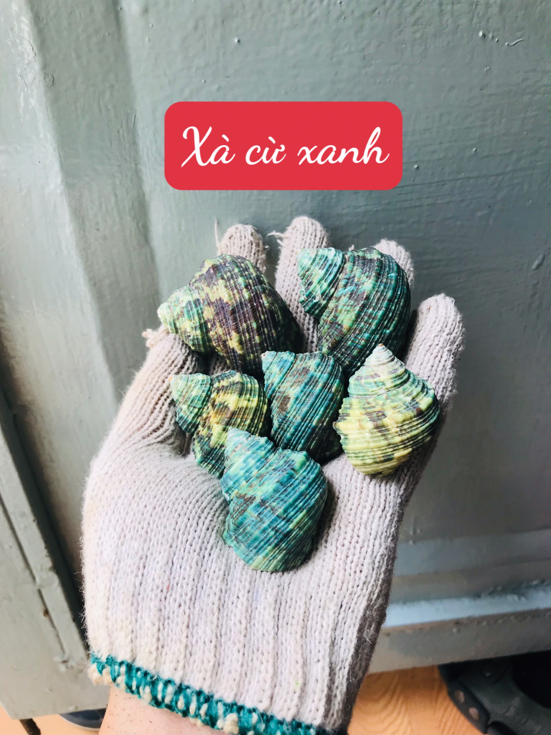 Vỏ ốc Mặt Trăng Xanh