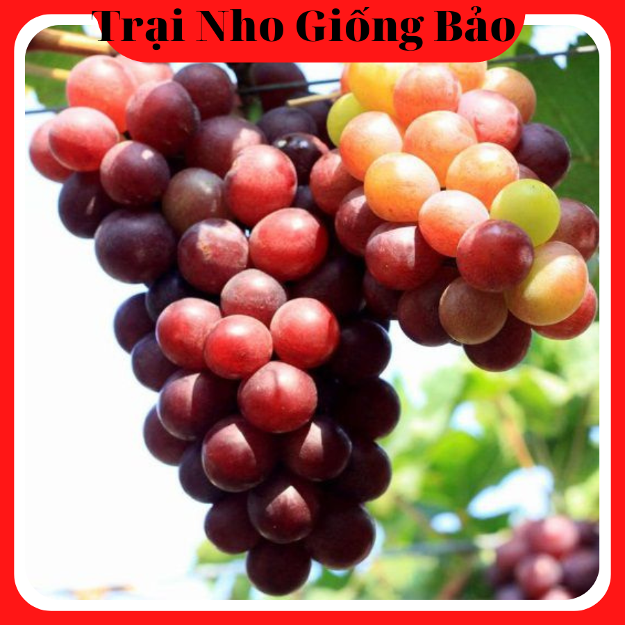 Cây Nho Giống Đỏ Leo Giàn Ninh Thuận