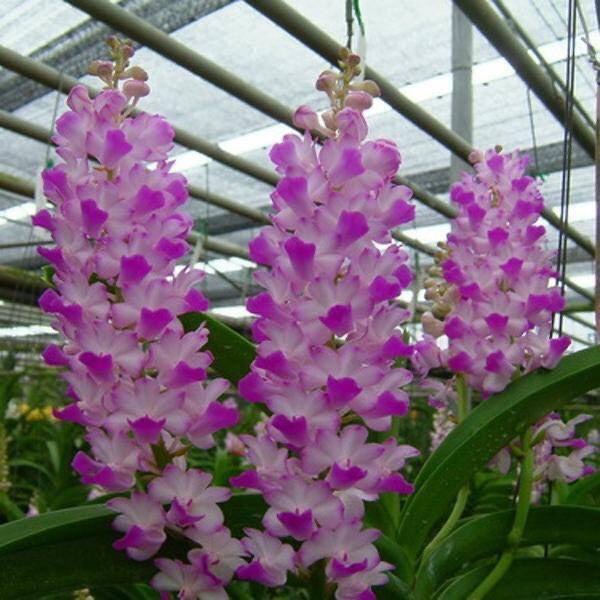 Lan Hải Yến cây trưởng thành thuần vườn